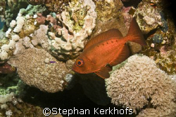 Crescent-tail bigeye (Priacanthus hamrur) taken in Marsa ... by Stephan Kerkhofs 